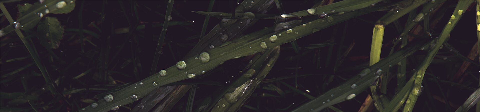 skóra przetłuszczająca się tło