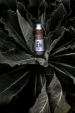 Próbka - Kremu Eliksir z Liści Kory i Tymianku - obrazek 6