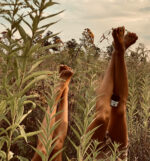 Balsam do ciała owocowo - żywiczno - ziołowy - obrazek 9