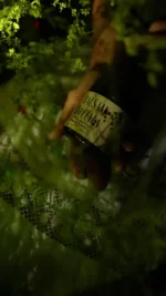 Balsam do ciała żywica frankincense - porzeczka, doprawiony daglezją